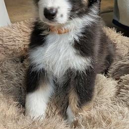 Starsky - Black tri-color male Australian Shepherd puppy in Colfax, California from Gypsy's Charm Australian Shepherds