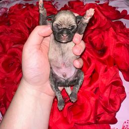 Amor - Fawn male Pug puppy in Greenfield, Missouri from Curly Tail Kennels & More