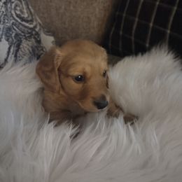 Boy 2 Cream Longhair - Cream Dachshund puppy in Oklahoma City, Oklahoma from Diana's Dachshunds