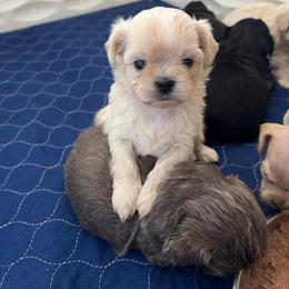 Sky - Cream and white female Shih Tzu puppy in Lanoka Harbor, New Jersey from Lilly’s Seashore Shih Tzus