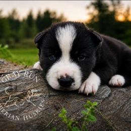 Erie - Black and white female Siberian Husky puppy in Addison, Michigan from Gray Run Siberian Huskies