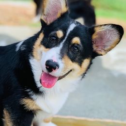 Madison - Pembroke Welsh Corgi