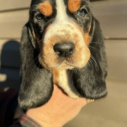 Boy 5 - Basset Hound puppy in Lynchburg, Virginia from Clays Bloodhounds and Bassets