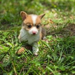 Antonio - Red merle and white male American Corgi puppy in Tallahassee, Florida from Koko's Korgis