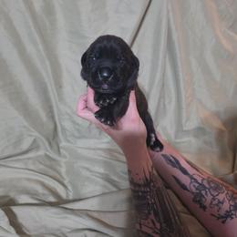 Male 2 - Black brindle male Cane Corso puppy in Mason City, Illinois from Red Wood Cane Corso
