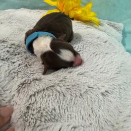 Blue collar - Red tri-color male Miniature American Shepherd puppy in Statesboro, Georgia from Azure Miniature American Shepherds