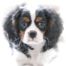 "Tri " Cavalier King Charles Spaniel Puppies from West Coast Cavaliers