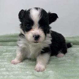 Luna (fluffy) - Brindle and white female American Corgi puppy in Waco, Texas from The Comma Corgis