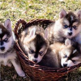 Pomskies from Little Dipper Pomskies