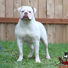Penny - American Bulldog