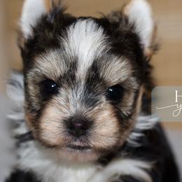 Tex - Black and tan male Yorkshire Terrier puppy in Austin, Texas from H6 Yorkies