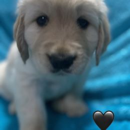 Mr. 🖤 - Light golden Golden Retriever puppy in Indepenence, Missouri from Goldenhubb