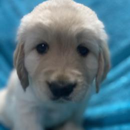 Mr. 🖤 - Light golden Golden Retriever puppy in Indepenence, Missouri from Goldenhubb