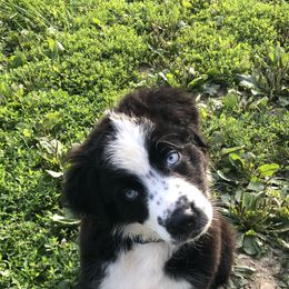 Australian Shepherd Puppies from Wagon Wheel Aussies