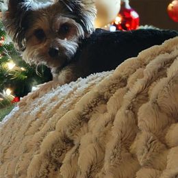 Madea - Yorkshire Terrier