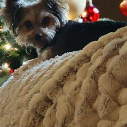 Madea - Yorkshire Terrier
