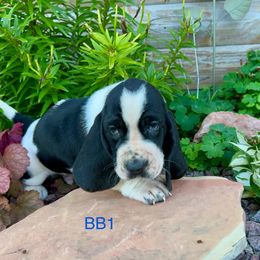BB1 - Black and white male Basset Hound puppy in Britton, South Dakota from K&S Canines