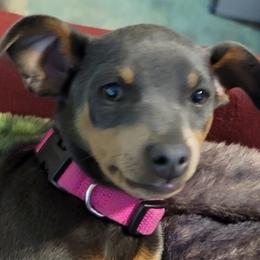 Bluey - Miniature Pinscher