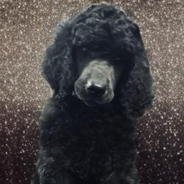 Poodle Puppies from GYCAM STANDARD POODLE