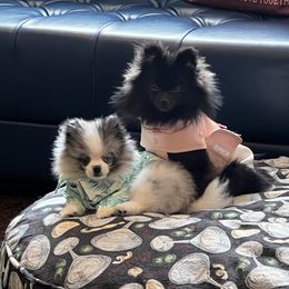 Pomeranian Puppies from Somos Pomeranians | Selectively Bred Puppies