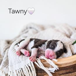 Tawny - Parti female Poodle puppy in Gaylord, Michigan from Dog Mom Co. Poodles