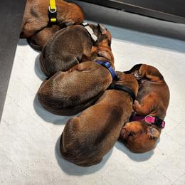 5 - Rd whtn blk nose female Rhodesian Ridgeback puppy in Carver, Massachusetts from Adwera Rhodesian Ridgebacks