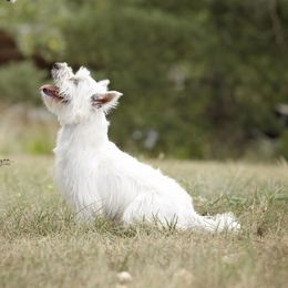 Bunny - West Highland White Terrier