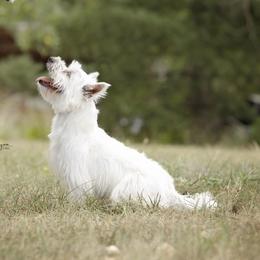 Bunny - West Highland White Terrier