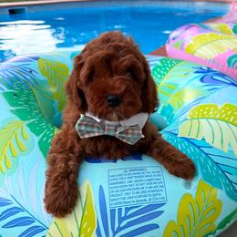 Nico - Red male Cavapoo puppy in Mint Hill, North Carolina from DoodleForever