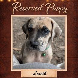 Loreth - Harlequin female Great Dane puppy in Citra, Florida from AEW Farm