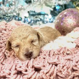 Toffee - Cream female Maltipoo puppy in Hephzibah ( Richmond County ), Georgia from Healing Pawz LLC