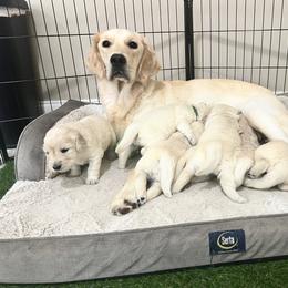 Nolan - Golden Retriever