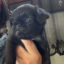 Black rough - Black female Brussels Griffon puppy in Boyd, Minnesota from Maze Brussels Griffons