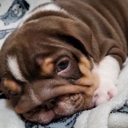 Bulldogs and French Bulldogs from Jose's Bulldogs and French Bulldogs
