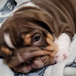 Bulldogs and French Bulldogs from Jose's Bulldogs and French Bulldogs