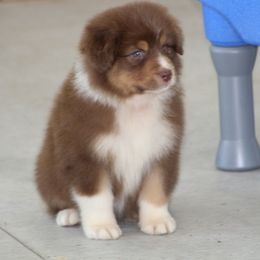 Tarte - Red tri-color female Australian Shepherd puppy in Jameson, Missouri from Sky Creek