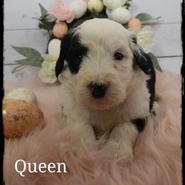 Queen - Black and white female Sheepadoodle puppy in Farley, Iowa from Iowa's Doodle Co.