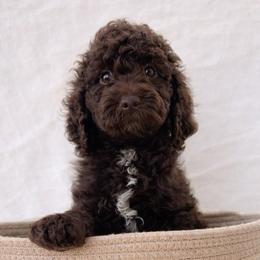 Orange - Chocolate male Goldendoodle puppy in Reno, Nevada from Darling Doodles