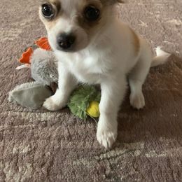 Chihuahuas from Steadfast Chihuahua’s