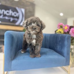 O L I V E - Teddy Bear - G I R L - Merle female Yorkipoo puppy in Pleasant View, Utah from Anchor Dogs
