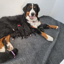 Bernedoodle and Bernese Mountain Dog Puppies from King Swiss Acres of North Texas