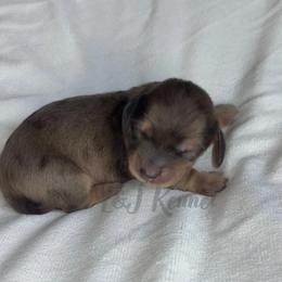 Boy 1 - Dapple male Dachshund puppy in Mc Donough, Georgia from L & J Kennel