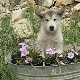 Miss Pink - Gray and white female Alaskan Malamute puppy in Alpine, Texas from Ghost Dance Alaskan Malamutes