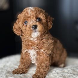 Oliver - Red male Cavapoo puppy in South Jordan, Utah from Wasatch Pup