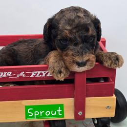 Sprout - Merle male Bernedoodle puppy in Neillsville, Wisconsin from Granton Creek