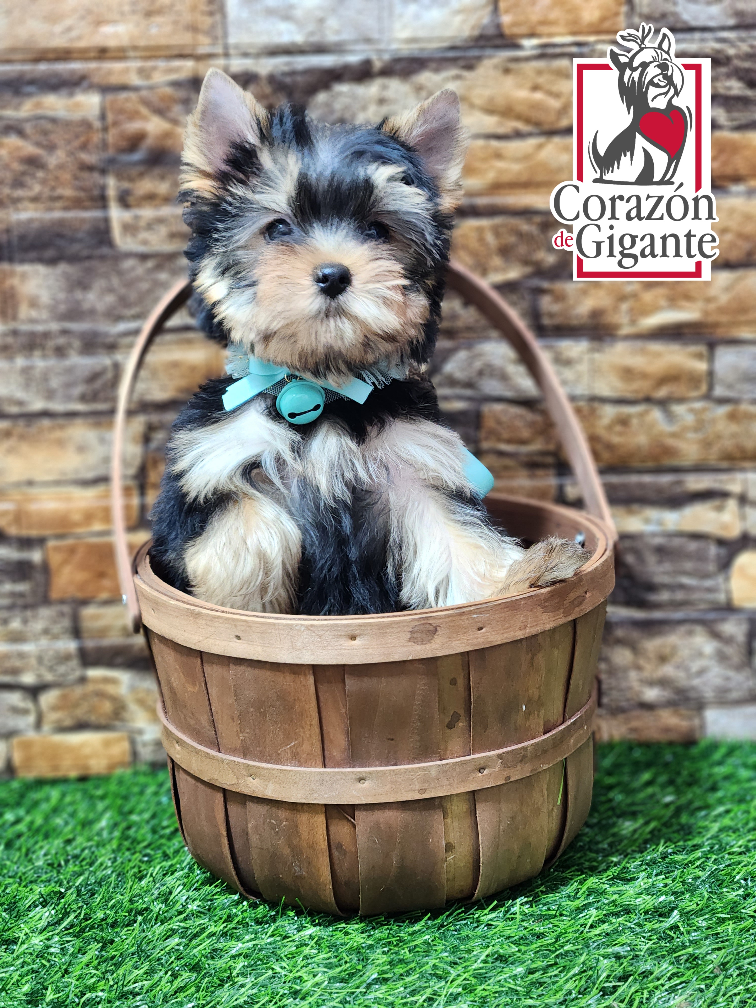Biewer Terrier and Yorkshire Terrier Puppies from Corazón de gigante