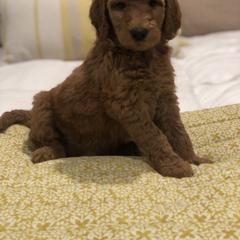 Goldendoodle Puppies from Travis Street Doodles & Poodles