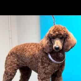 Red Dawn - Poodle
