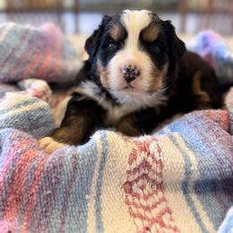 Bernese Mountain Dog puppies from High Desert Bernese