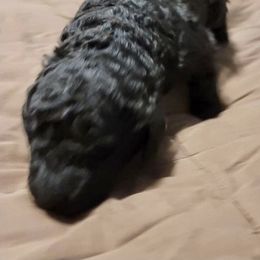 Goldendoodle Puppies from Doster Doodles